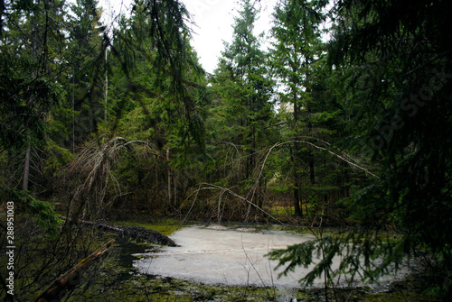 Marshy lake in the forest