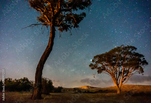 Trees under starts in israeli oasis desert