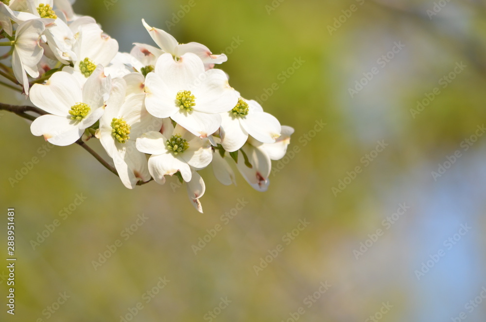 closeup white flowering dogwood, Cornus florida