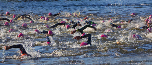 Quadro su tela Triathlon swimmers in the river Ouse with pink hats and wetsuits.