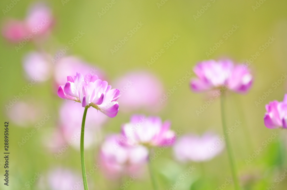 closeup Chinese milk vetch flower closeup Chinese milk vetch flower