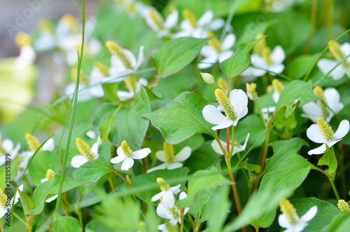 houttuynia cordata flowers in garden