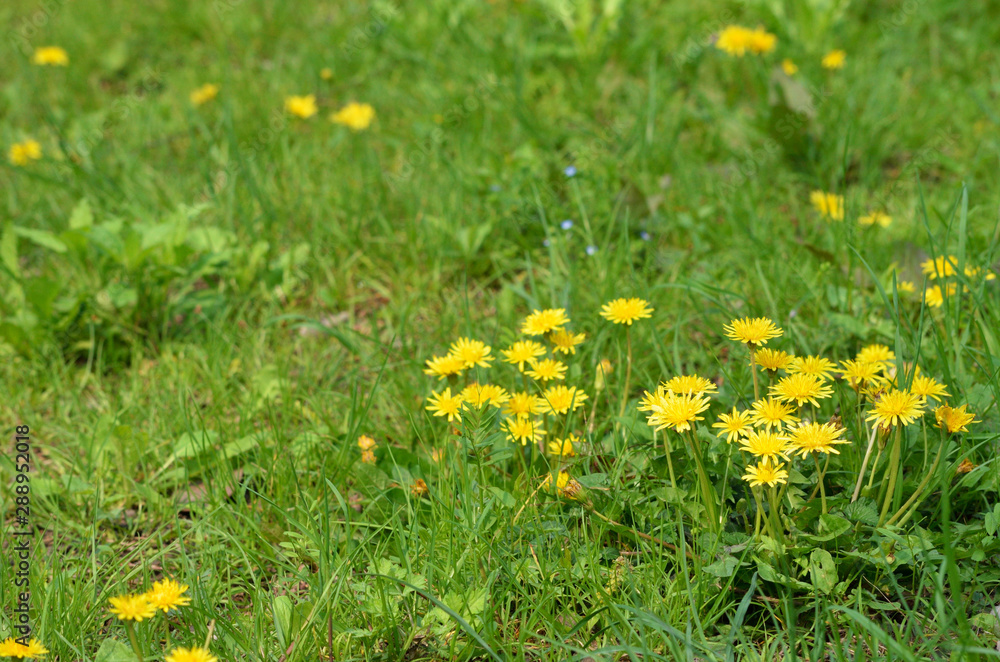 dandelion flowers in spring grass field dandelion flowers in spring grass field