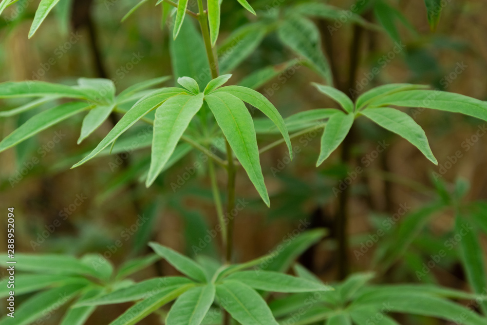 Close up view of a plant resembles marijuana Close up view of a plant resembles marijuana