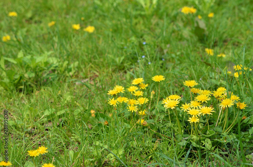 dandelion flowers in spring grass field