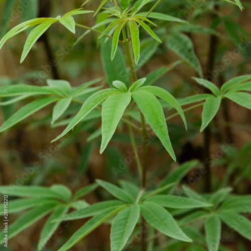 Close up view of a plant resembles marijuana