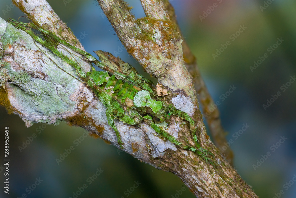 Lichen-mimic katydid hiding on lichen-covered branch in rainforest of Panama. Insect remains motionless by day, allowing its cryptic coloration to hide it from birds, lizards, and other predators.