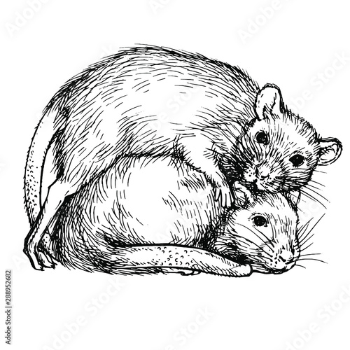 Sketch two rats. Couple of rats. Realistic ink engraved rat, mouse. New Year 2020 Symbol