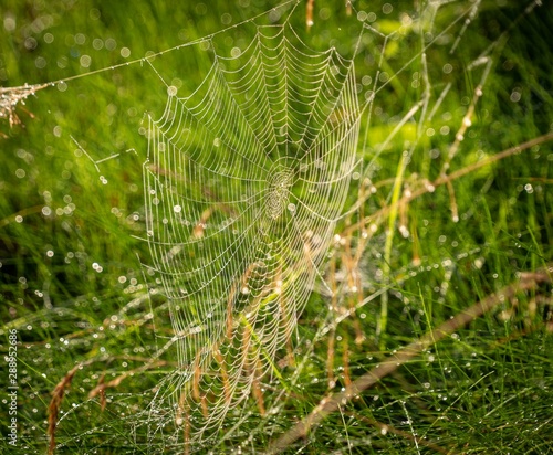 Spiderweb