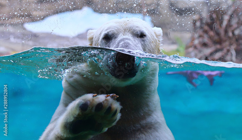 Polar Bear arctic animal wildlife underwater ice