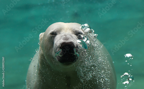 Polar Bear arctic animal wildlife underwater ice