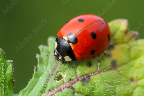 ladybug © mehmetkrc