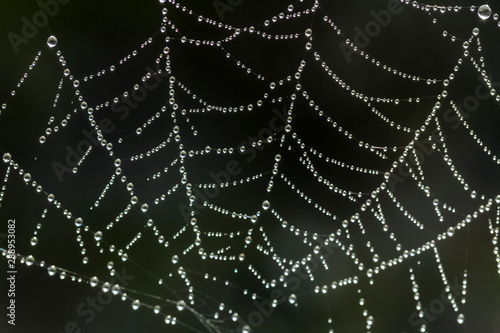 spider web with water drops © mehmetkrc
