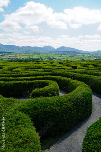 The Peace Maze in Castlewellan, Norhern Ireland. Mourne Mountains in the background