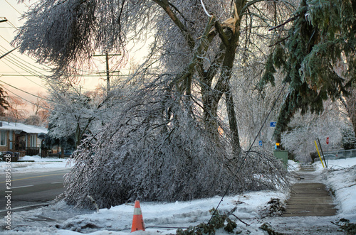 Frozen tree collapses and takes down power lines. This photo was taken after the 2013 ice storm in Toronto which result in a major power outage that lasted several days.