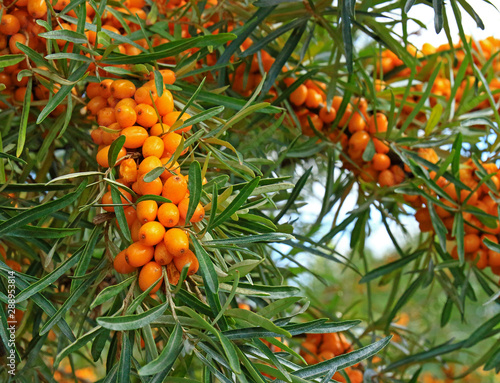 A lot of ripe orange berries of sea buckthorn (Hippophae) on the branches of the bush in green foliage. Selective focus