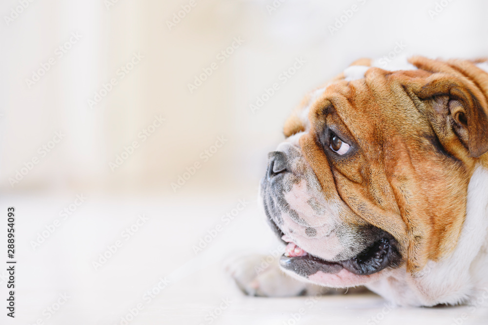 Portrait of English Bulldog with blank space,selective focus