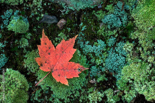 Maple leaf on bed of moss and lichens in Norhern Virginia, USA, in autumn.