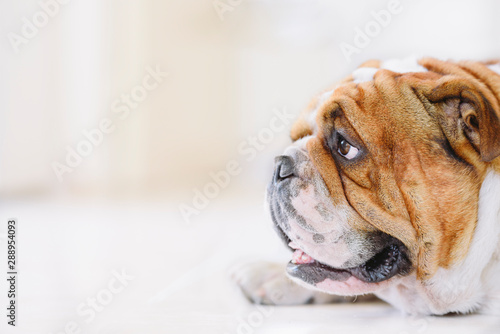 Portrait of English Bulldog with blank space,selective focus © ltummy