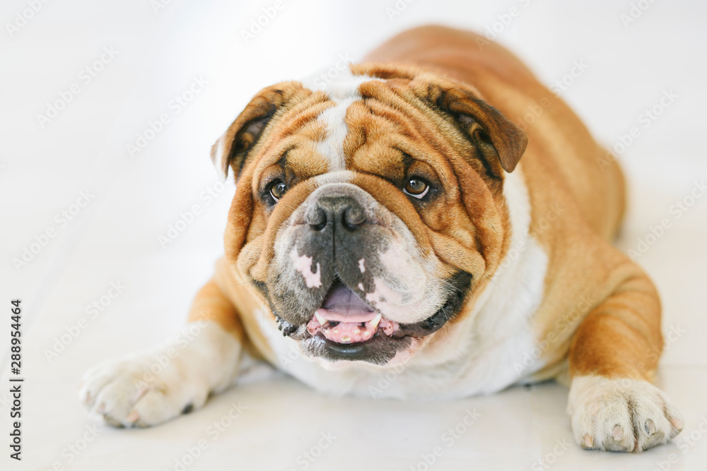Close up portrait of English Bulldog,selective focus