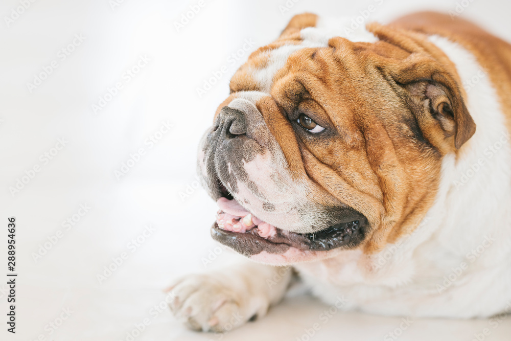 Close up portrait of English Bulldog with blank space,selective focus