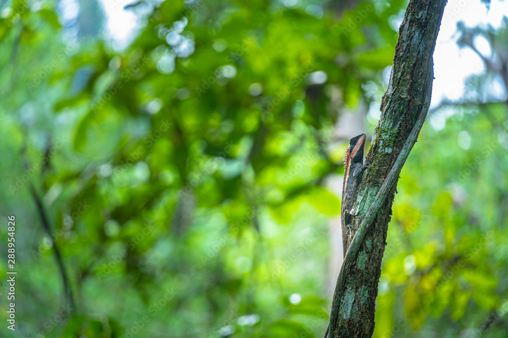 Fototapeta premium A chameleon raises its neck when it encounters humans.