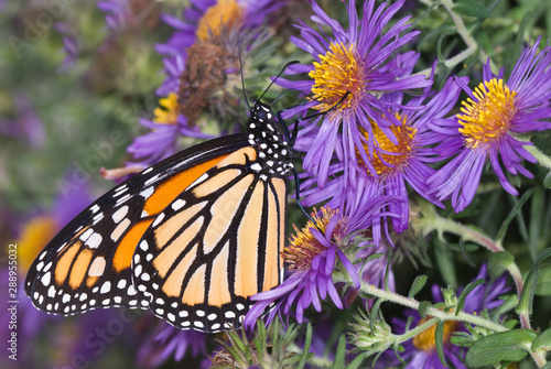 Canvas Print Monarch butterfly (Danaus plexippus) nectaring on New England aster (Aster novae-angliae) in early fall in preparation for migration to Mexico