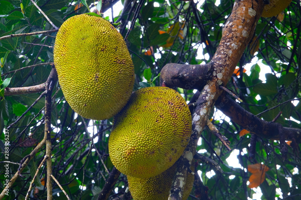 Big yellow jack fruits Big yellow jack fruits