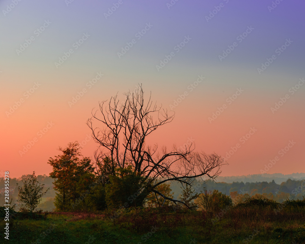 Albero secco davanti a un tramonto brianzolo