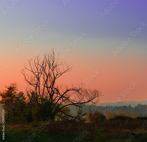 Albero secco davanti a un tramonto brianzolo