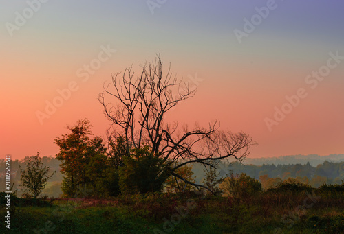 Albero secco davanti a un tramonto brianzolo