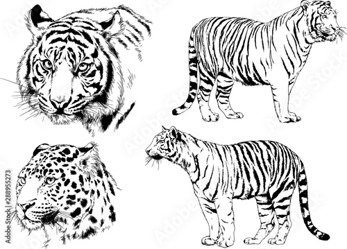 set of vector drawings on the theme of predators tigers are drawn by hand with ink tattoo logos 