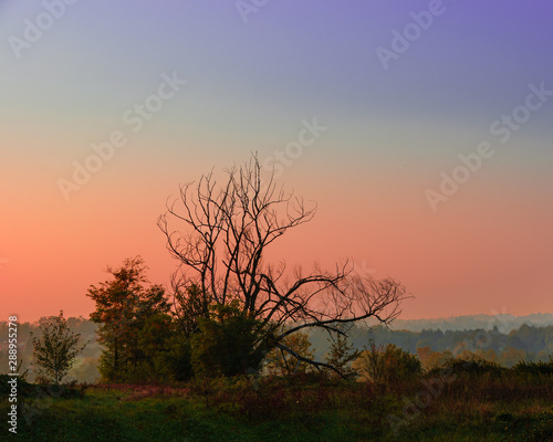 Albero secco davanti a un tramonto brianzolo