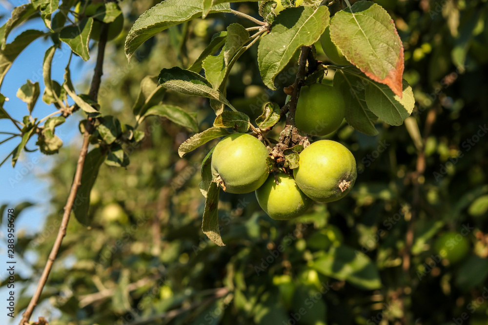Organic Apples grow without chemicals on the tree, Natural Green apples in the village, horizontal orientation