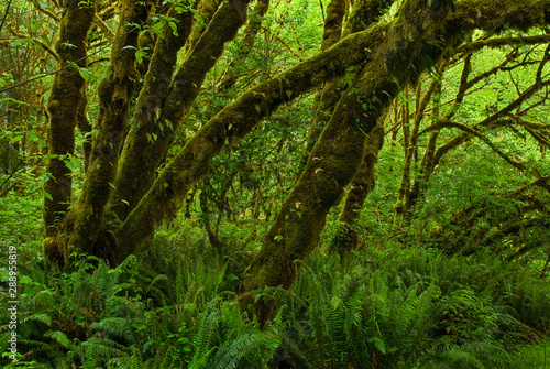 Moss-covered trunks of big-leaf maple trees (Acer macrophyllum) and western sword ferns (Polystichum munitum) in Humboldt Redwoods State Park in California photo
