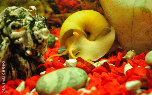 Snail ampulyarii in the aquarium, Pomacea bridgesii. photo