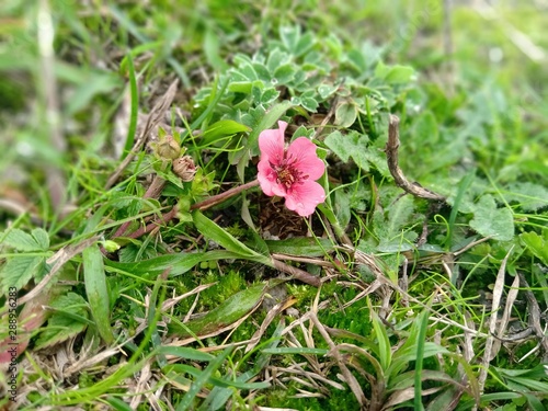 Wallpaper Mural flower in garden Torontodigital.ca