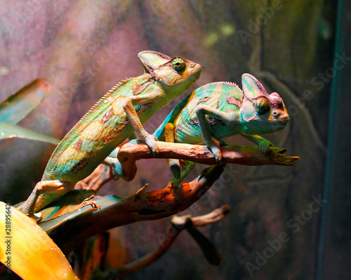Two chameleons on a branch, one yellow and one green.     Selective focus