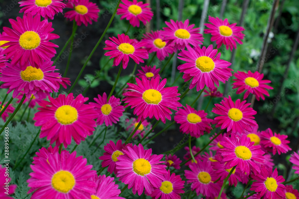 Beautiful Red Argyranthemum, Marguerite, Marguerite daisy or Dill daisy