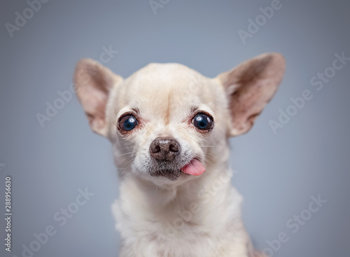 cute chihuahua with his tongue hanging out in a studio shot isolated on a gray background © annette shaff
