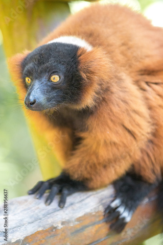 Red ruffed lemur (Varecia rubra, Roter Vari)