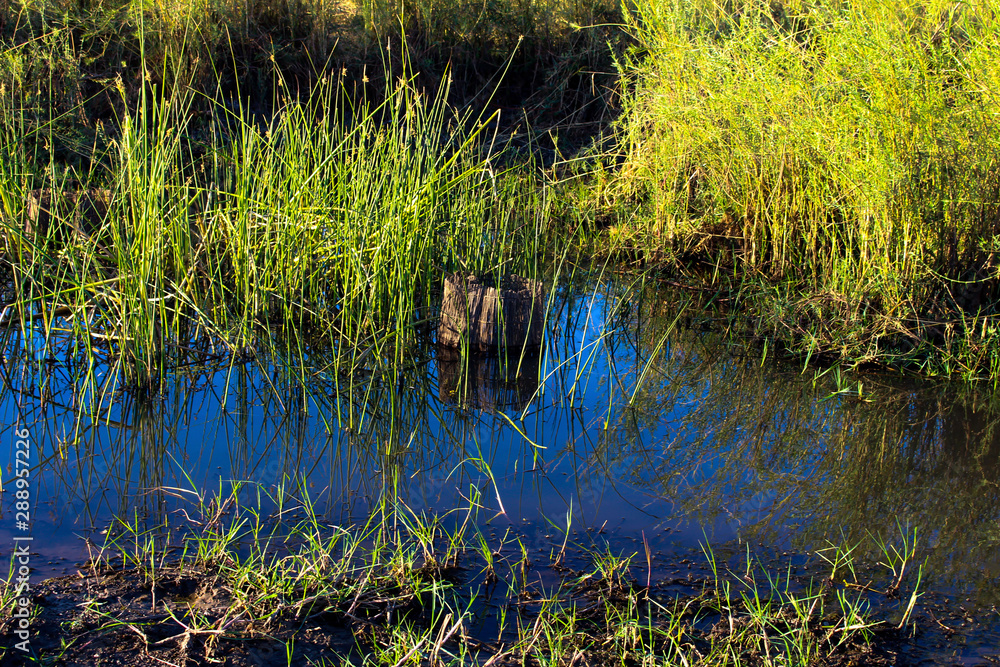 ducks in pond ducks in pond