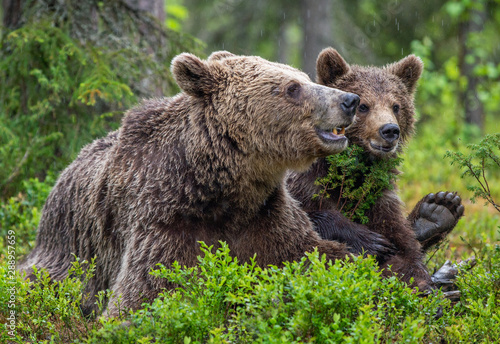 She-Bear and cub in the summer pine forest. Family of Brown Bear. Scientific name: Ursus arctos. Natural habitat.