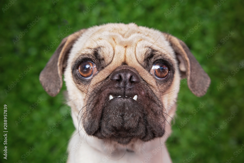 cute pug in front of a green background studio shot portrait SHALLOW DOF on mouth