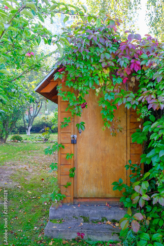 A garden house with a lock on the door entwined with wild grapes.