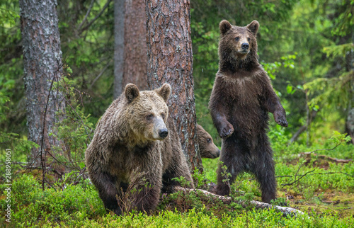 Mother She-Bear and cubs in the summer pine forest. Family of Brown Bear. Scientific name  Ursus arctos. Natural habitat.
