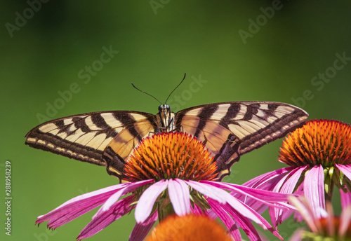 Wall Mural pretty western tiger swallowtail feeding on a coneflower