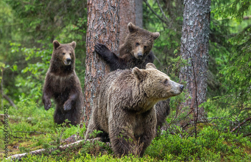 Mother She-Bear and cubs in the summer pine forest. Family of Brown Bear. Scientific name: Ursus arctos. Natural habitat.