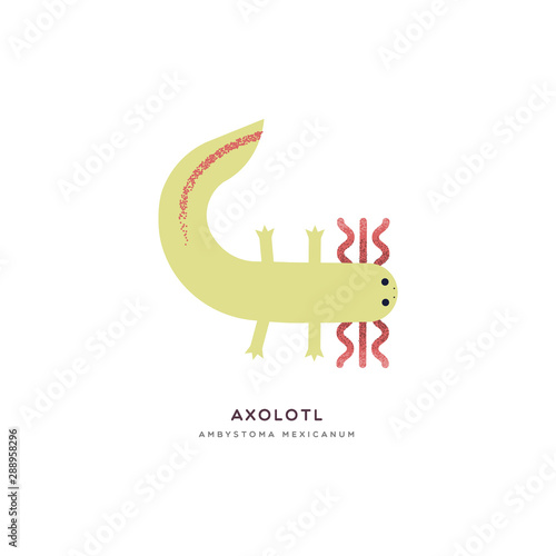 Mexican axolotl isolated animal cartoon