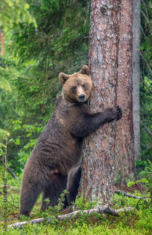 Fototapeta premium Female of Brown bear stands on its hind legs by a tree in a summer forest. Scientific name: Ursus Arctos ( Brown Bear). Green natural background. Natural habitat.